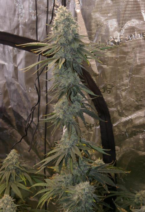 Black Lemon exotic Seed. Week 13