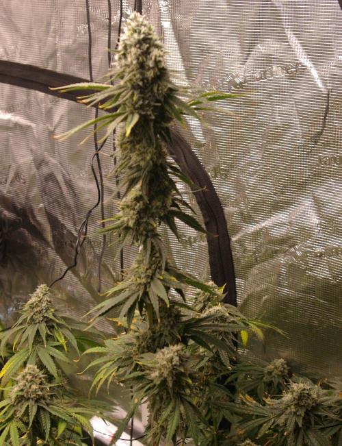 Black Lemon exotic Seed. Week 13
