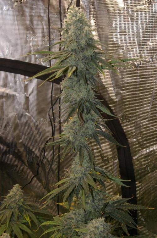 Black Lemon exotic Seed. Week 13