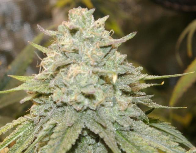 Black Lemon exotic Seed. Week 13