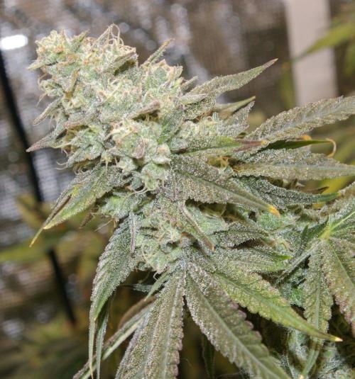 Black Lemon exotic Seed. Week 13