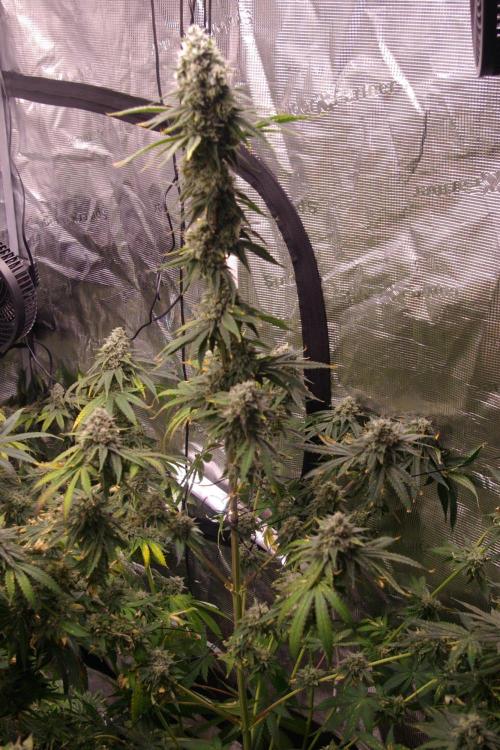 Black Lemon exotic Seed. Week 13