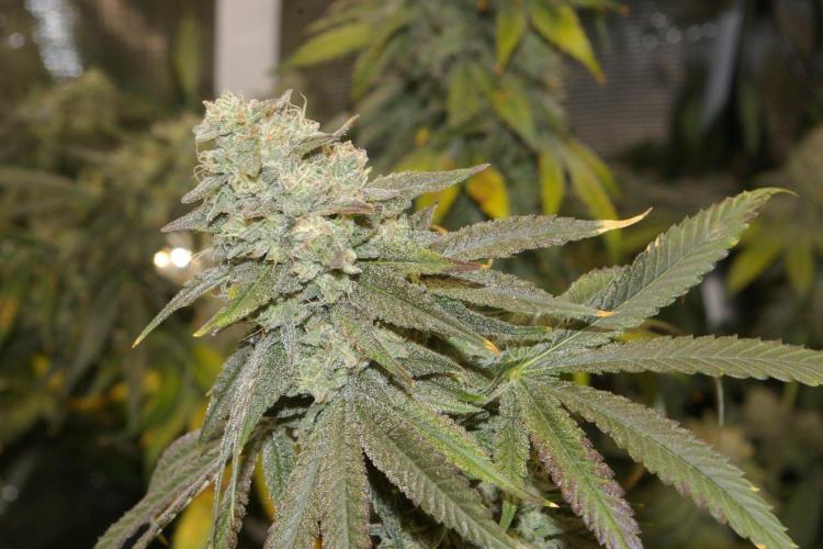 Black Lemon exotic Seed. Week 13