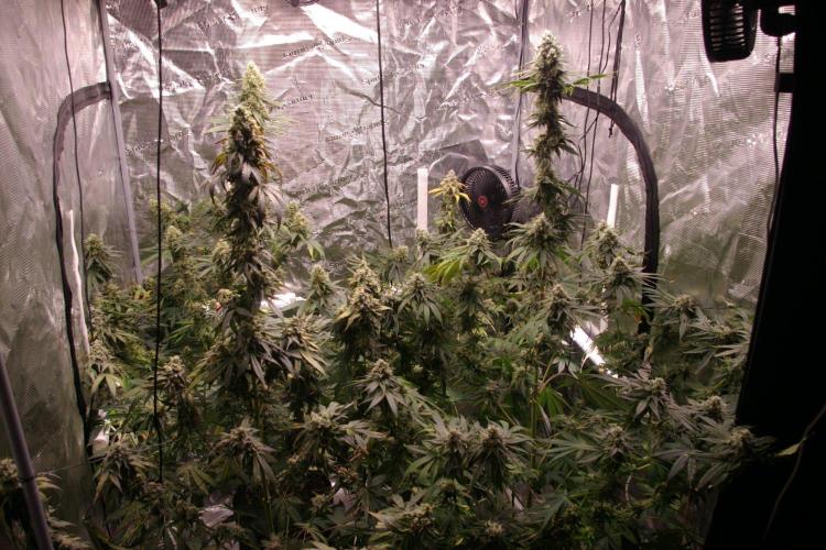 Black Lemon exotic Seed. Week 13