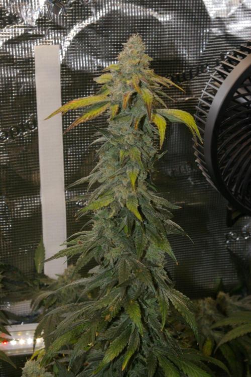 Jelly Cake Barney's Farm. Week 13