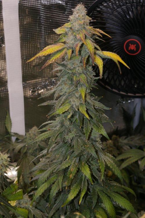 Jelly Cake Barney's Farm. Week 13