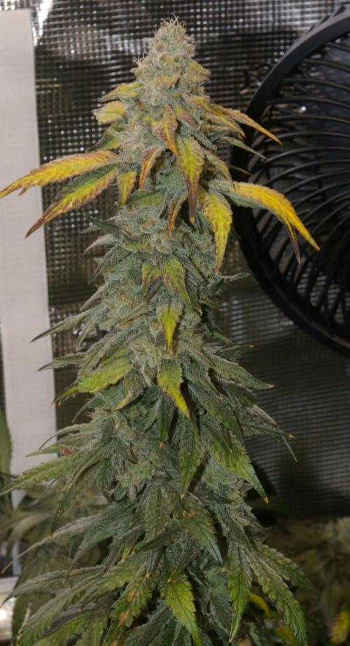 Jelly Cake Barney's Farm. Week 13