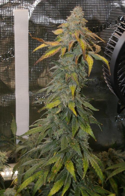 Jelly Cake Barney's Farm. Week 13