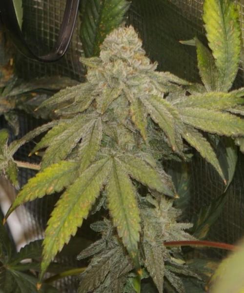 Jelly Cake Barney's Farm. Week 13