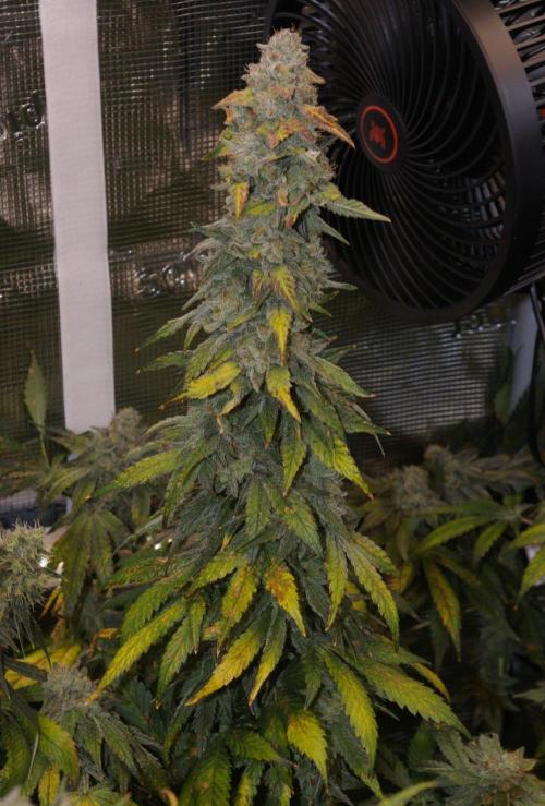 Jelly Cake Barney's Farm. Week 13