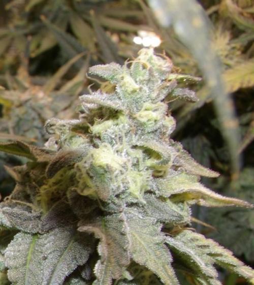 Sticky Berry Mints sensi seeds. Week 13