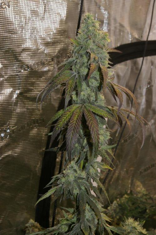 Sticky Berry Mints sensi seeds. Week 13