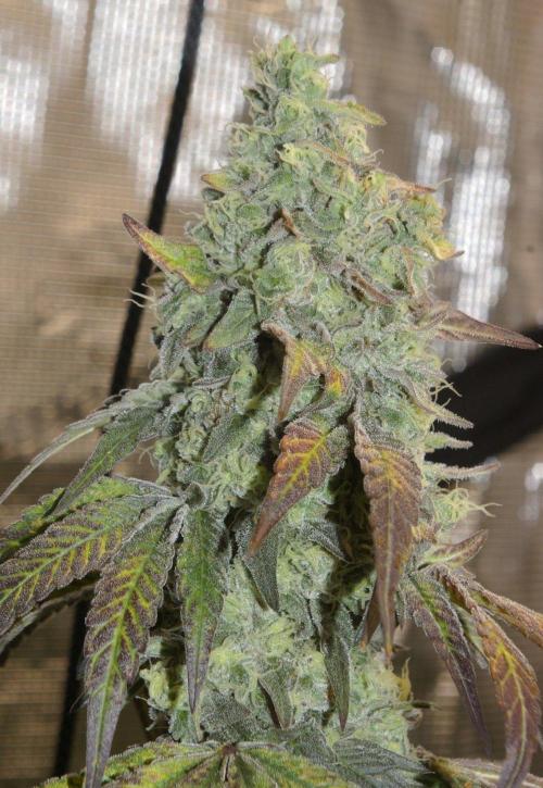 Sticky Berry Mints sensi seeds. Week 13
