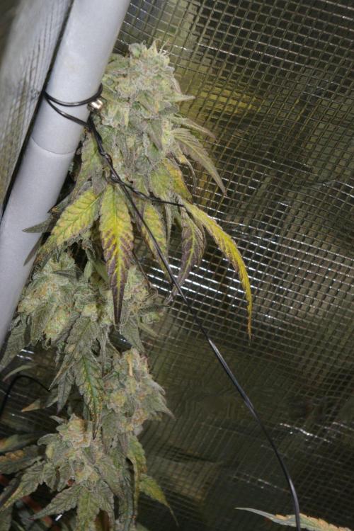 Sticky Berry Mints sensi seeds. Week 13
