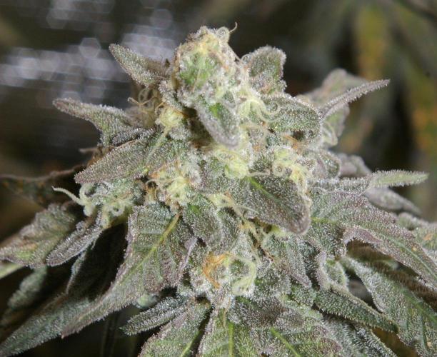 Sticky Berry Mints sensi seeds. Week 13