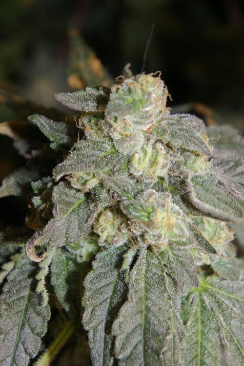 Sticky Berry Mints sensi seeds. Week 13