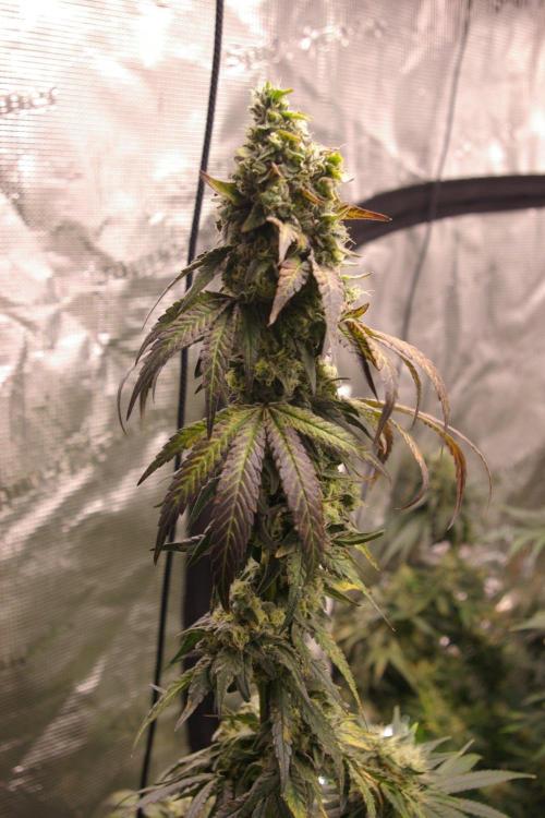 Sticky Berry Mints sensi seeds. Week 13
