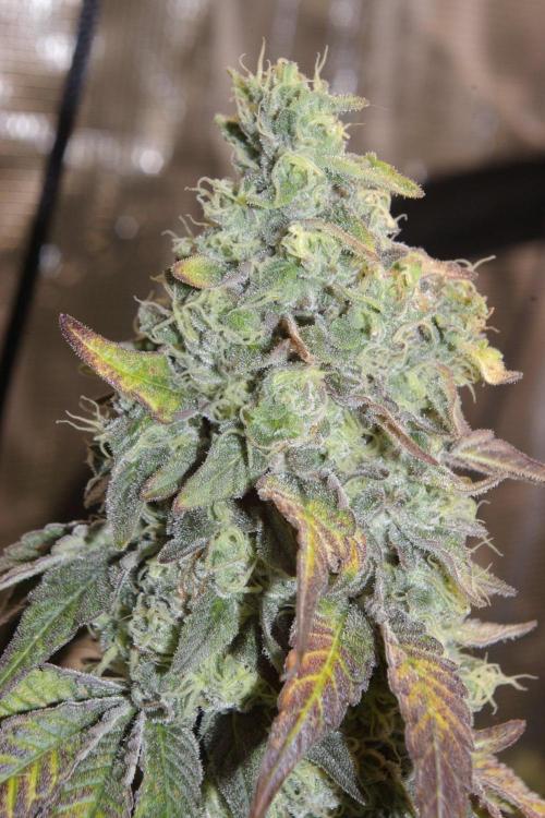 Sticky Berry Mints sensi seeds. Week 13