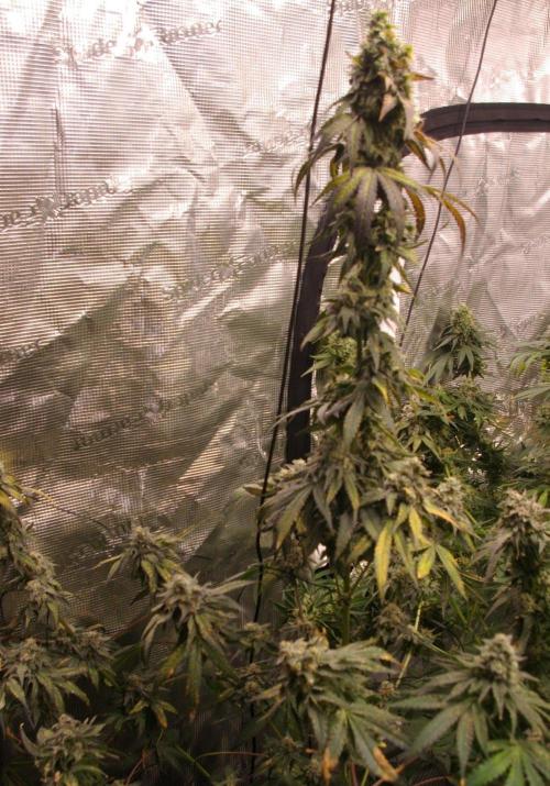 Sticky Berry Mints sensi seeds. Week 13