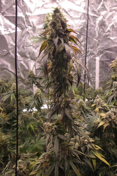 Sticky Berry Mints sensi seeds. Week 13