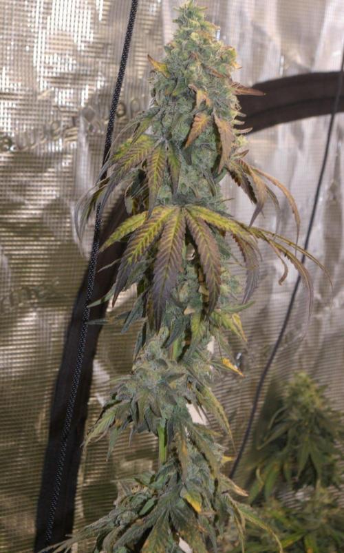 Sticky Berry Mints sensi seeds. Week 13