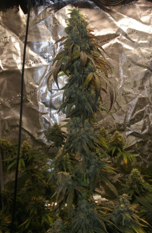 Sticky Berry Mints sensi seeds. Week 13