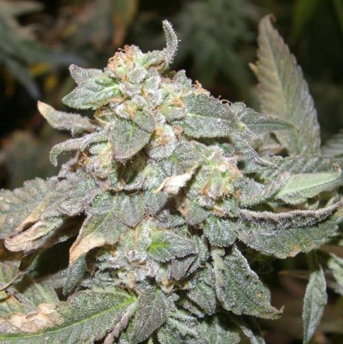 Sticky Berry Mints sensi seeds. Week 13