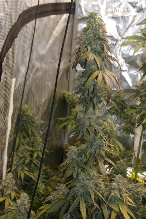 Sticky Berry Mints sensi seeds. Week 13