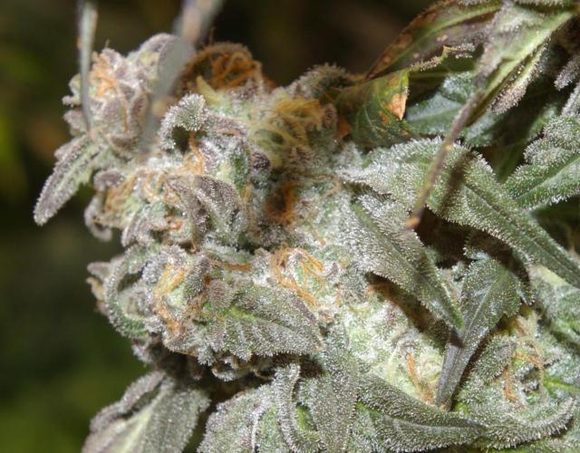 Sticky Berry Mints sensi seeds. Week 13