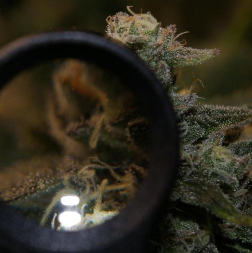 Sticky Berry Mints sensi seeds. Week 13