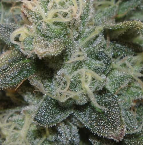 Sticky Berry Mints sensi seeds. Week 13