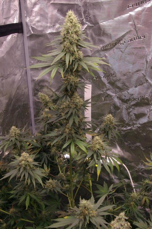 Dragon Milk Sensi Seeds. Week 13
