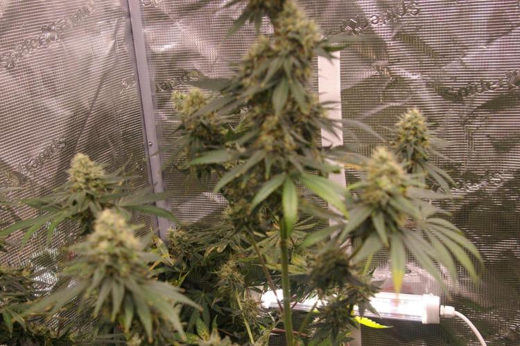 Dragon Milk Sensi Seeds. Week 13