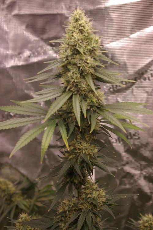 Dragon Milk Sensi Seeds. Week 13