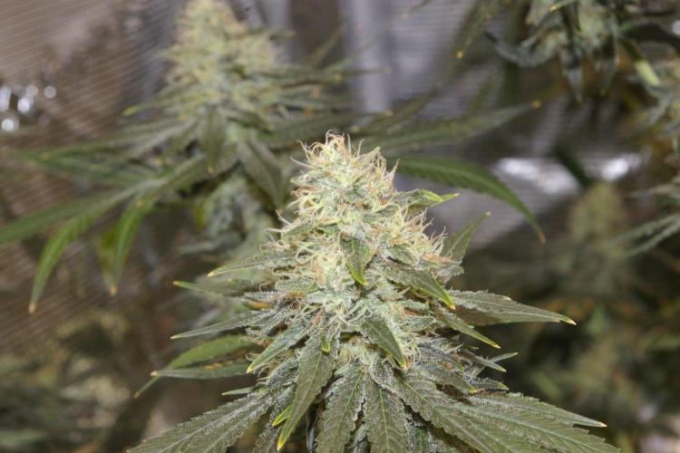 Dragon Milk Sensi Seeds. Week 13
