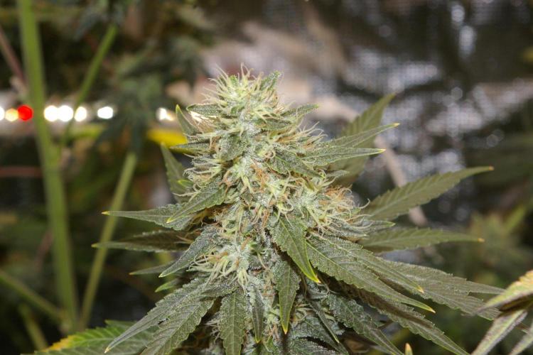 Dragon Milk Sensi Seeds. Week 13