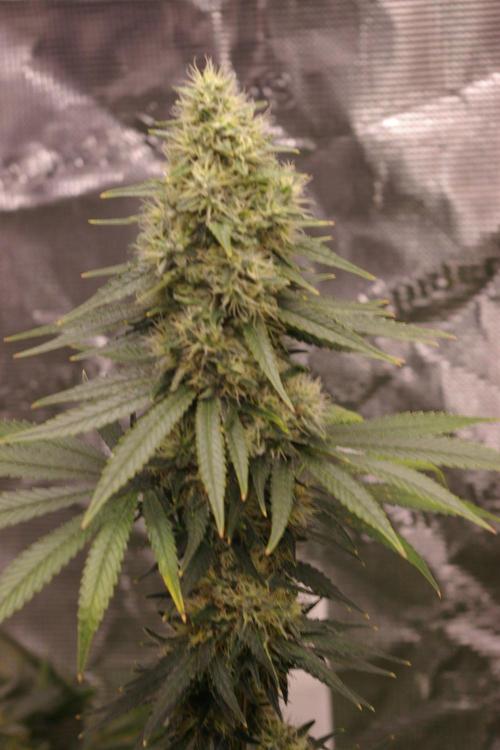 Dragon Milk Sensi Seeds. Week 13