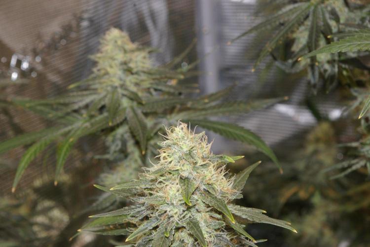 Dragon Milk Sensi Seeds. Week 13