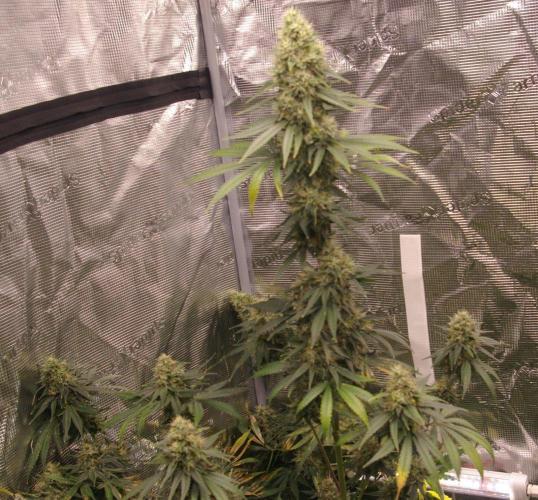 Dragon Milk Sensi Seeds. Week 13