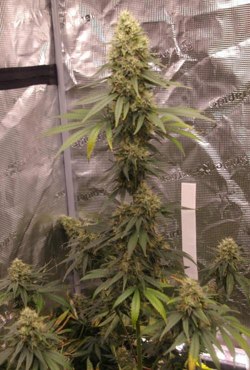 Dragon Milk Sensi Seeds. Week 13