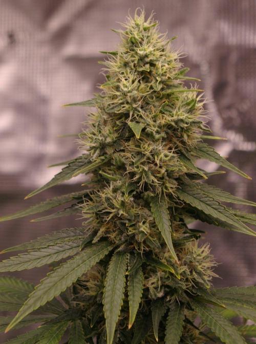 Dragon Milk Sensi Seeds. Week 13
