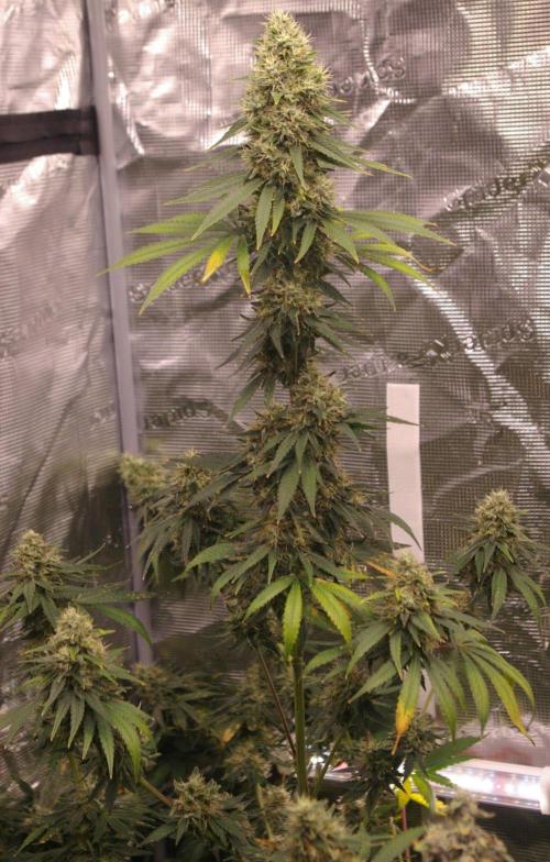 Dragon Milk Sensi Seeds. Week 13