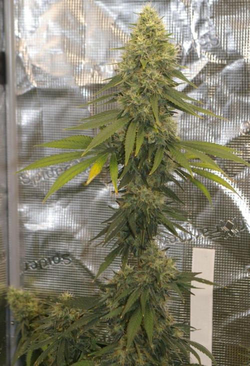Dragon Milk Sensi Seeds. Week 13