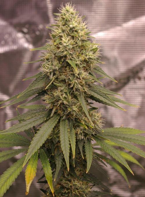 Dragon Milk Sensi Seeds. Week 13