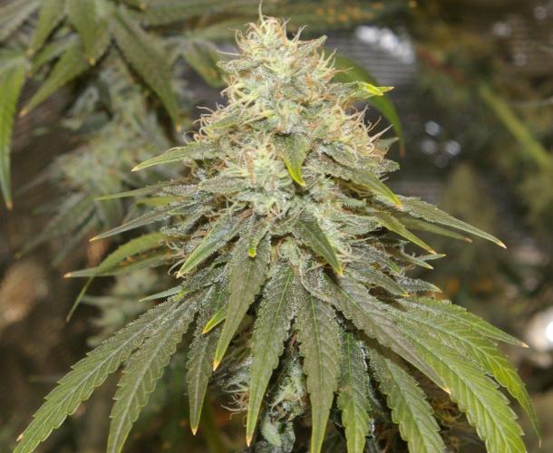 Dragon Milk Sensi Seeds. Week 13