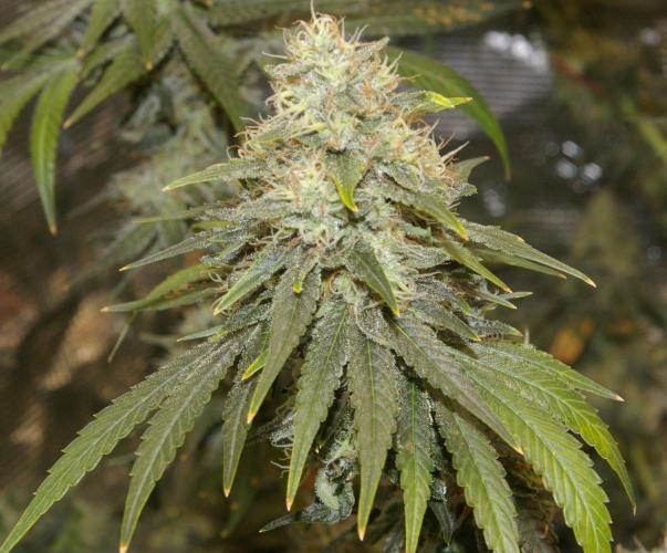 Dragon Milk Sensi Seeds. Week 13