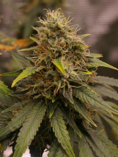 Dragon Milk Sensi Seeds. Week 13