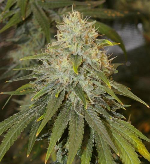 Dragon Milk Sensi Seeds. Week 13