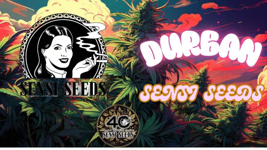 Durban sensi seeds. Week 0
