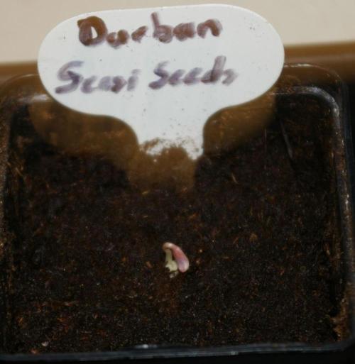 Durban sensi seeds. Week 0